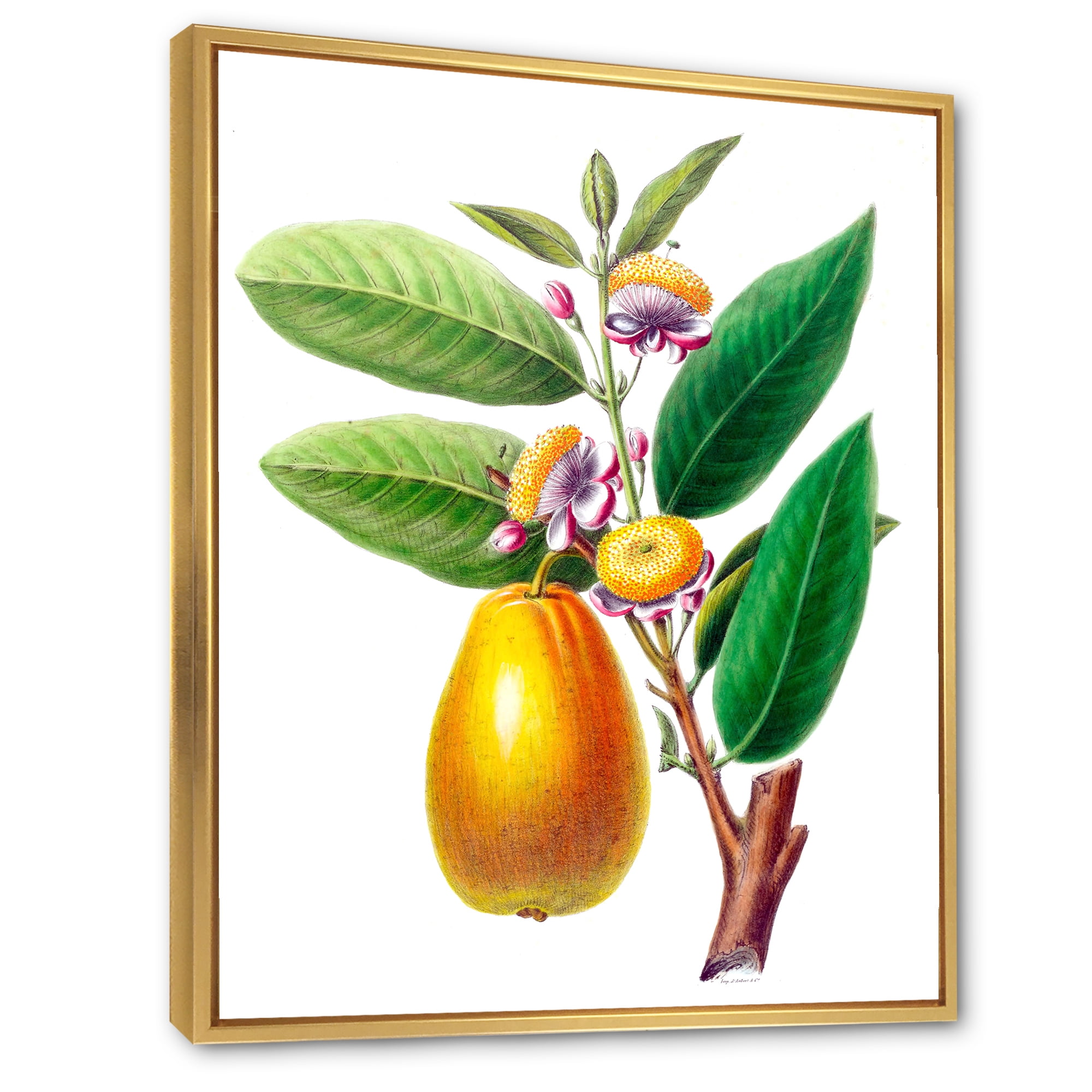 Designart 'Ancient Fruits I' Farmhouse Framed Canvas Wall Art Print
