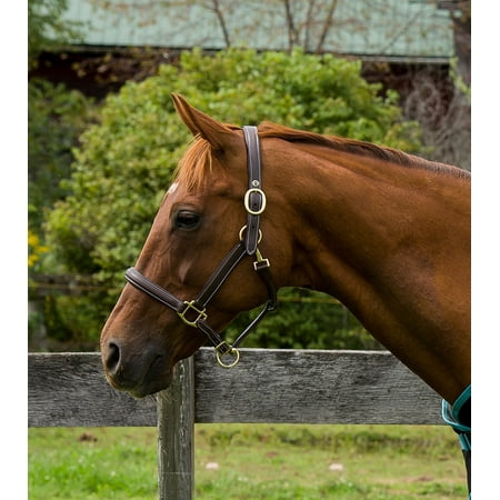 UPC: 0810013130058 | Henri de Rivel Kushy Plain Raised Halter With Flat Cheek Pieces Havana Oversize