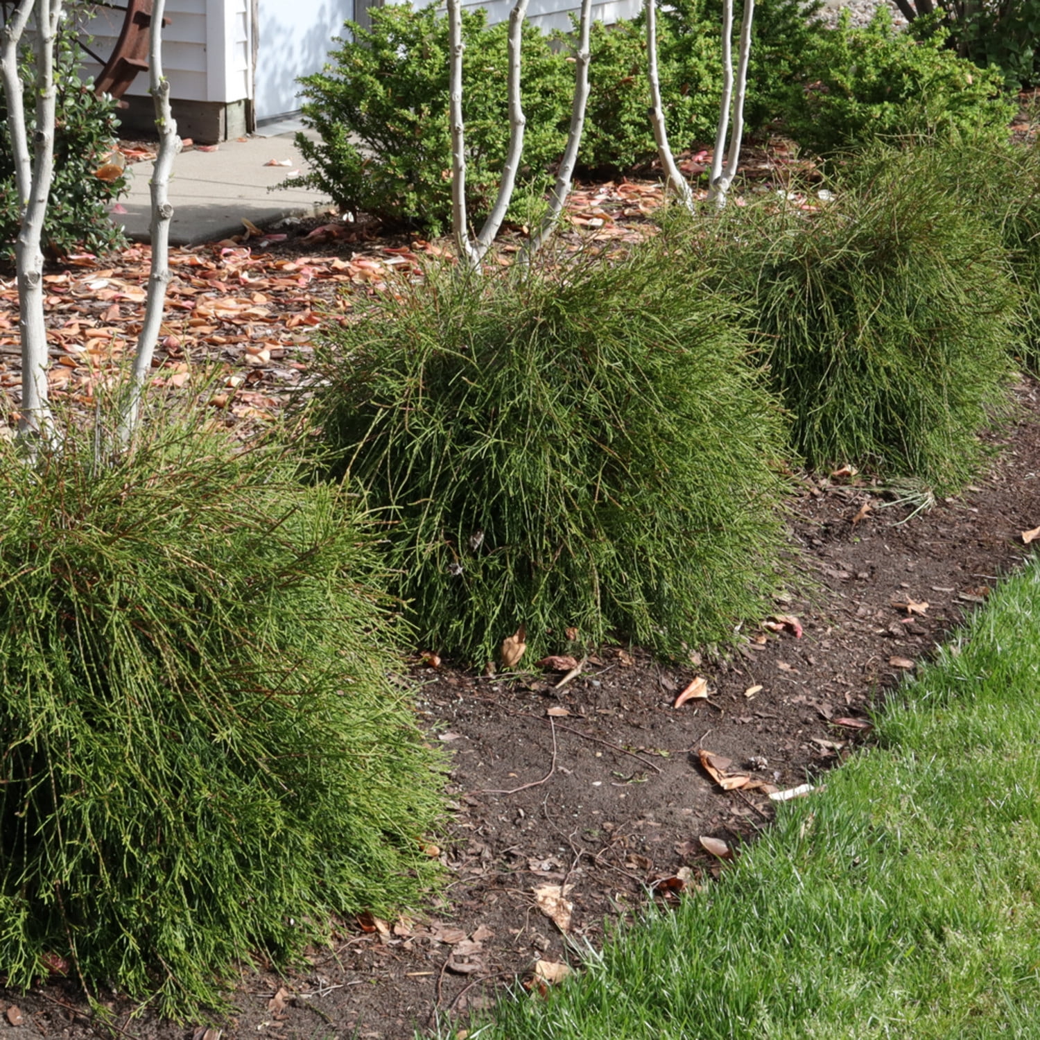 Proven Winners ColorChoice 6" Whip It Good Arborvitae Live Plant in 7.5" Pot