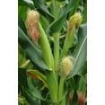 thumbnail image 2 of TomorrowSeeds - Incredible Sweet Corn Seeds - 30+ Count - For 2025 Planting SE Sugary Enhanced, 2 of 11