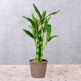 thumbnail image 3 of Artificial Potted Plants Set of 3-Green Plastic Fake Plants for Home Office Decor 17.7",11.8" & 11.8" Tall Realistic Indoor Desk Lobby Decoration, 3 of 6