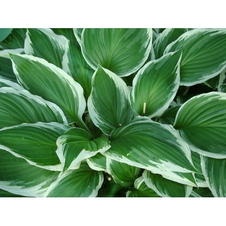 Canvas Print Shade Leaves Plant Variegated Green Edges Hosta Stretched Canvas 10 x (Best Hostas Full Shade)