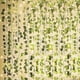 thumbnail image 3 of Guirnalda de hiedra artificial de 12 piezas, hiedra colgante artificial con 100 luces LED, 3 of 5