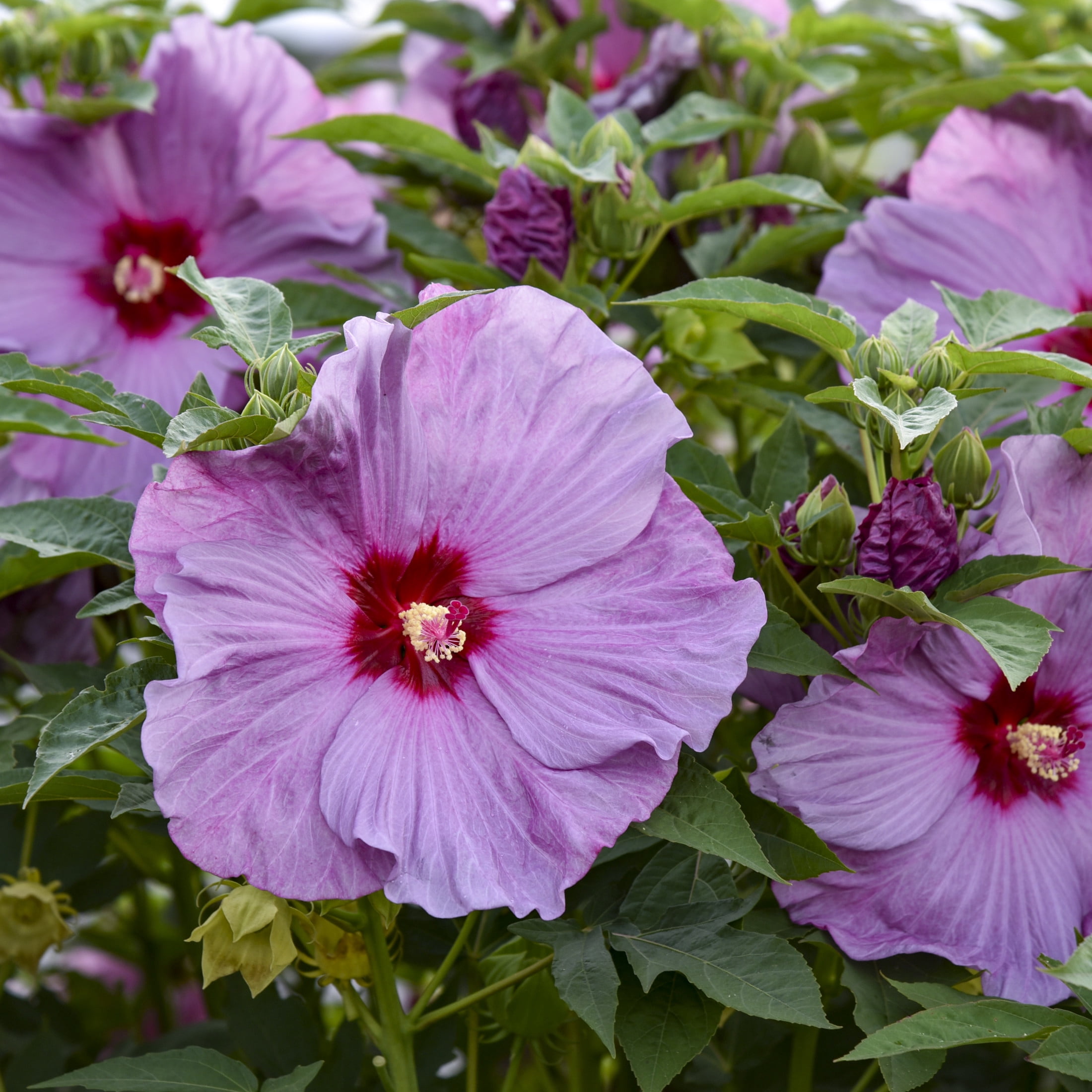 Proven Winners 18" Purple Summerific 'Lilac Crush' Rose Mallow Live Plant in 8.88" Pot
