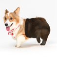 thumbnail image 2 of Medias Para Mascotas, Calcetines Negros Sexis De Red Para Perros, Ropa Divertida Para Mascotas Para Suministros Para Mascotas 1 Par Moyic PT002244-00, 2 of 6