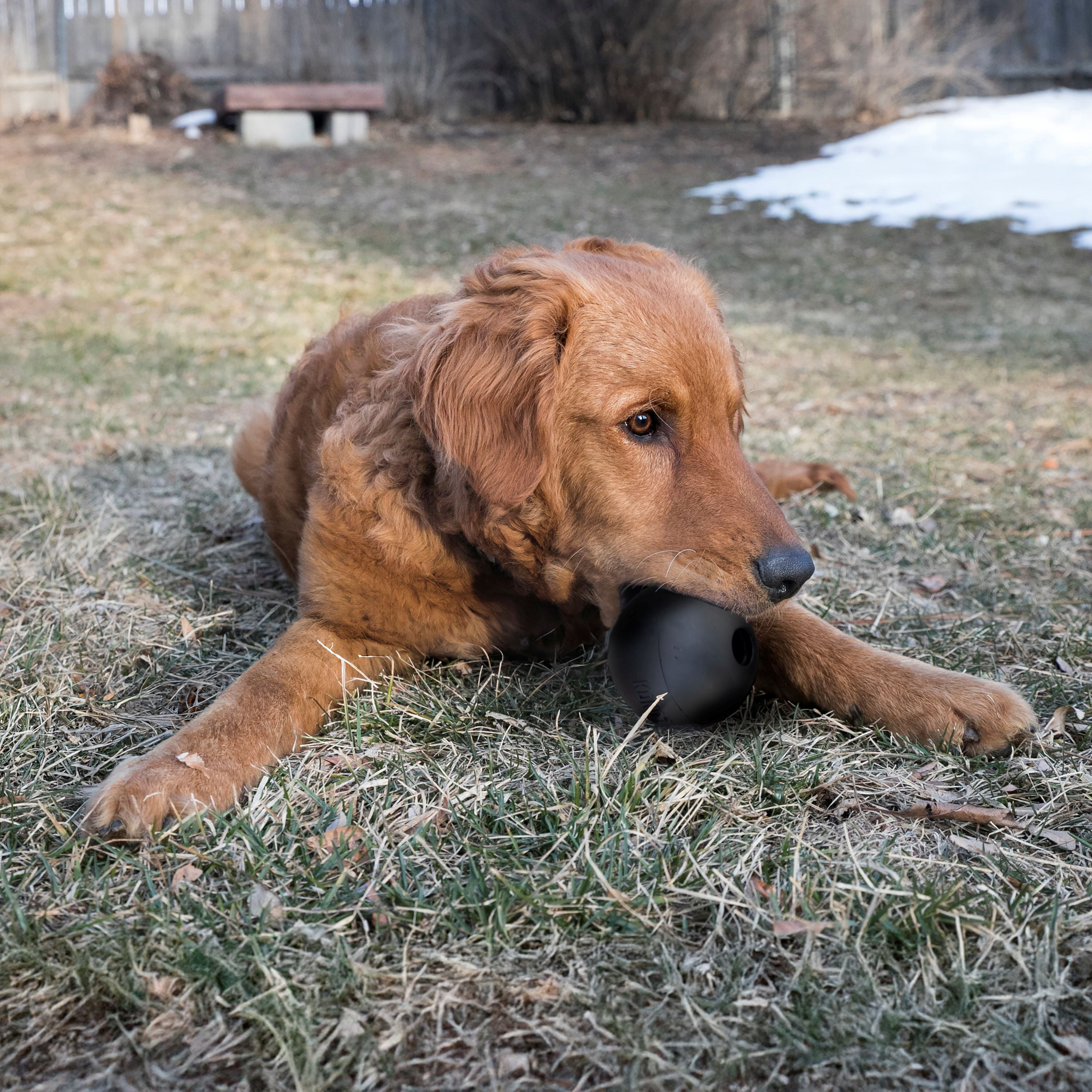 KONG® Extreme Ball Puncture Resistant Dog Toy for Power Chewers, Small, for Dogs Up to 20 lbs