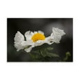 thumbnail image 2 of Gango Home Decor Matilija Poppy I by Rita Crane (Printed on Paper); One 36x24in Fine Art Paper Giclee Print, 2 of 4