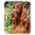 thumbnail image 3 of CafePress - Irish Setter 9Y209D 090 Women's Light Pajamas - Women's Short Sleeve Print T-Shirt and Pants Light Cotton Pajama Set, 3 of 7
