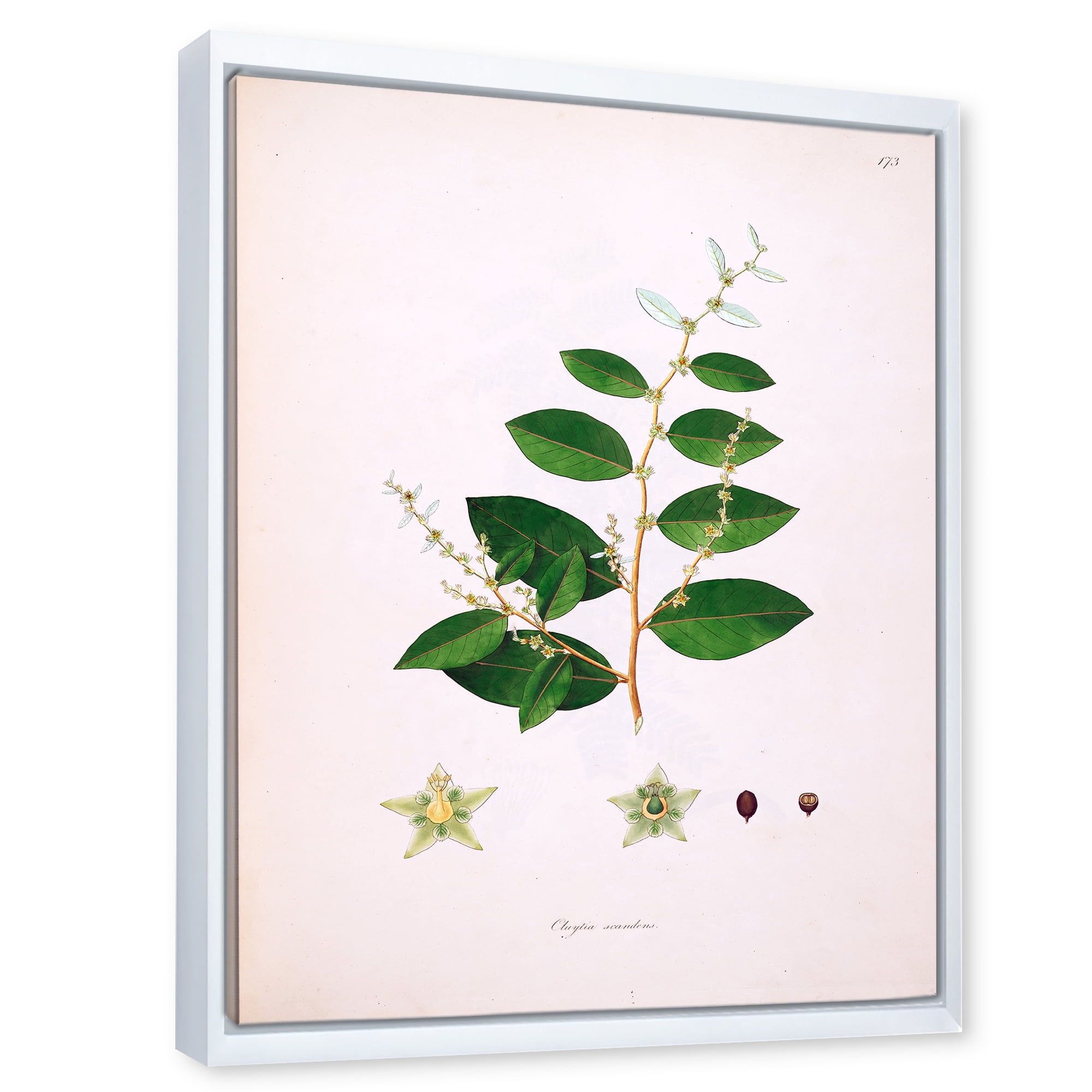 Designart 'Ancient Plant Life XVI' Farmhouse Framed Canvas Wall Art Print