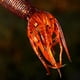 thumbnail image 4 of Cebo Pesca Suave Swimbait 5pcs Duradero para Perch Croaker Snakehead, 4 of 9
