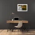 thumbnail image 3 of Jones, Adam 14x11 White Modern Wood Framed Museum Art Print Titled - Male Great egret in breeding plumage-Merritt Island National Wildlife Refuge-Florida, 3 of 4