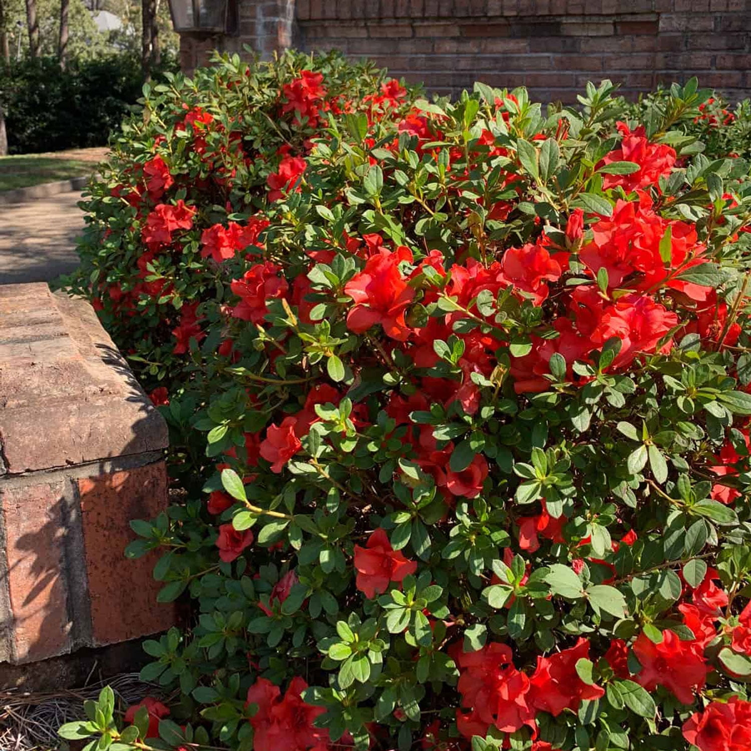 Encore Azalea Autumn Sunset (2 Gallon) Purple Flowering Shrub - Full Sun Live Outdoor Plant