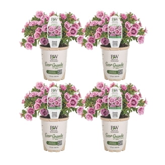 Proven Winners 1.5PT Superbells® Lemon Slice® Calibrachoa Live