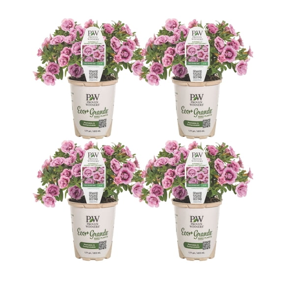 Proven Winners 4" Superbells Double Smitten Pink Calibrachoa Live Plant in 4.25" Pot (4 Count)