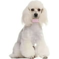 thumbnail image 5 of Small Dog Collar For Female Dogs, Bling Puppy Collar Faux Leather Fancy Diamond Crystal Glitter Pretty Jewel Rhinestone Cat Collars For XXS XS Small Medium Large Pet Girl Dogs,, 5 of 5