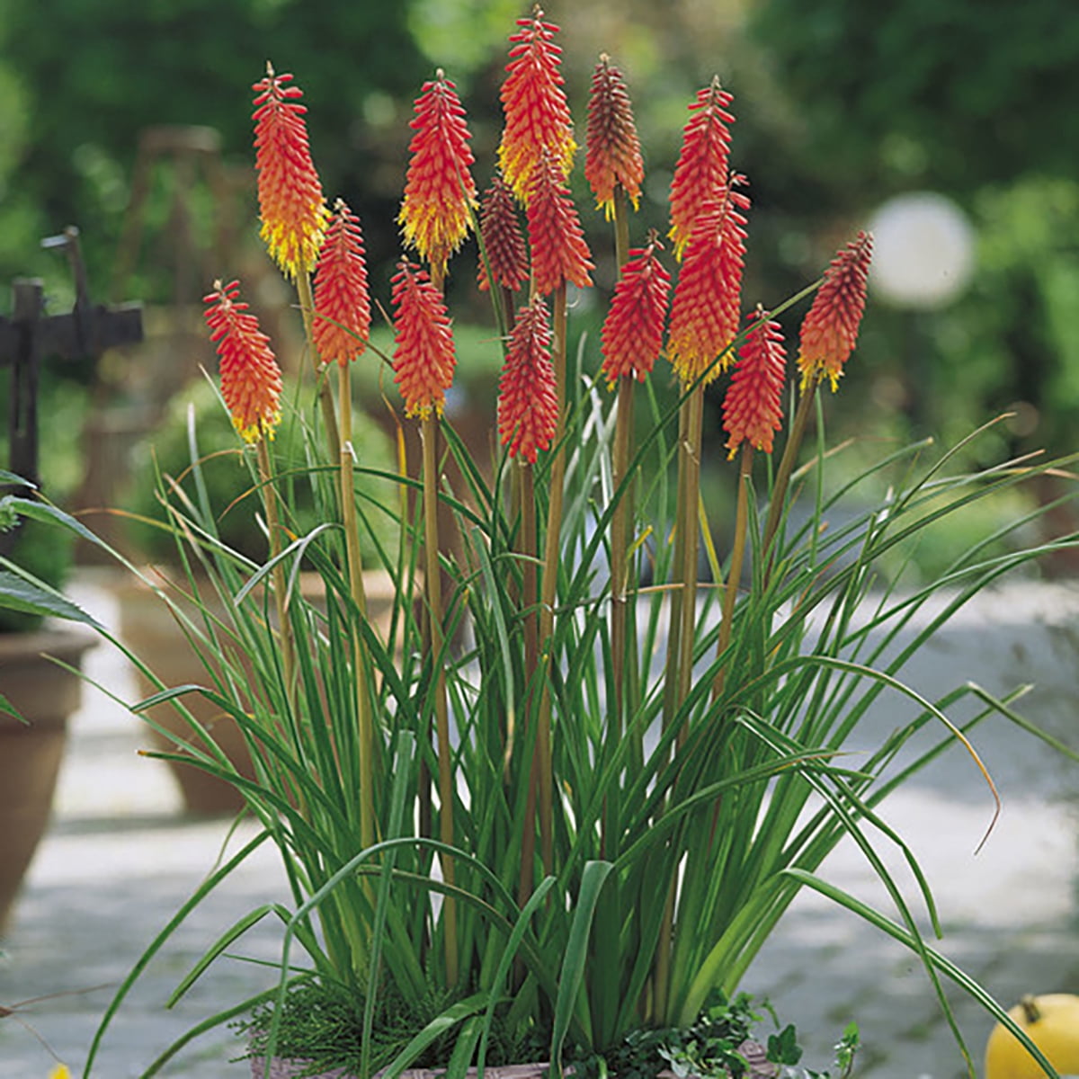 Van Zyverden Red Hot Poker Patio Kit with Decorative Rattan Planter, Planting Medium and 1 Plant Root Multicolor Full Sun Perennial Pollinator 8 lbs