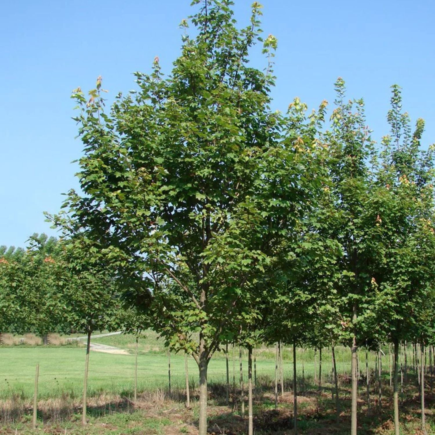 Expert Gardener Brandywine Maple Live Tree, 1-1.5 ft Tall, 1-Gallon Grower Pot