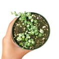 thumbnail image 3 of Variegated Senecio String of Pearls Succulent (6"+ Plastic Pot) - Tiny, Lovely, Easy to Care Succulent for Beginners - Live Healthy Succulent for Home Office - Best Trailing Indoor Plant, 3 of 7
