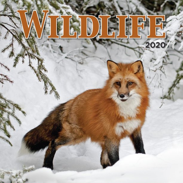 Wildlife Wall Calendar 2020