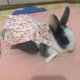 thumbnail image 5 of Vestido de falda de conejo chinchilla de moda para animales pequeños, ropa dulce para mascotas con hebilla, accesorios para mascotas de conejillo de indias y gatos, 5 of 5