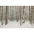 thumbnail image 1 of BSDHOME Polyester 5x7ft Snowy forest photography winter landscape Christmas backdrop, 1 of 2