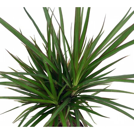 Tree Plant Pots Madagascar Dragon Tree - Dracaena marginata - 4