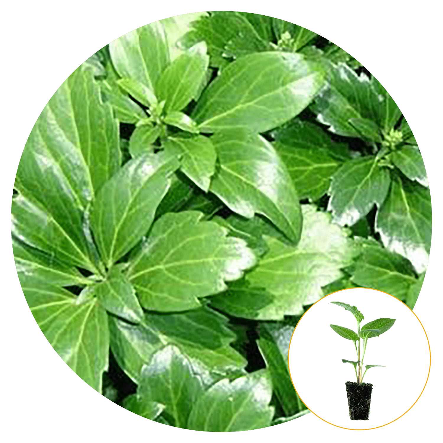 Ferry-Morse Plantlings Pachysandra Live Plants 4in. Pot, 2 Pack