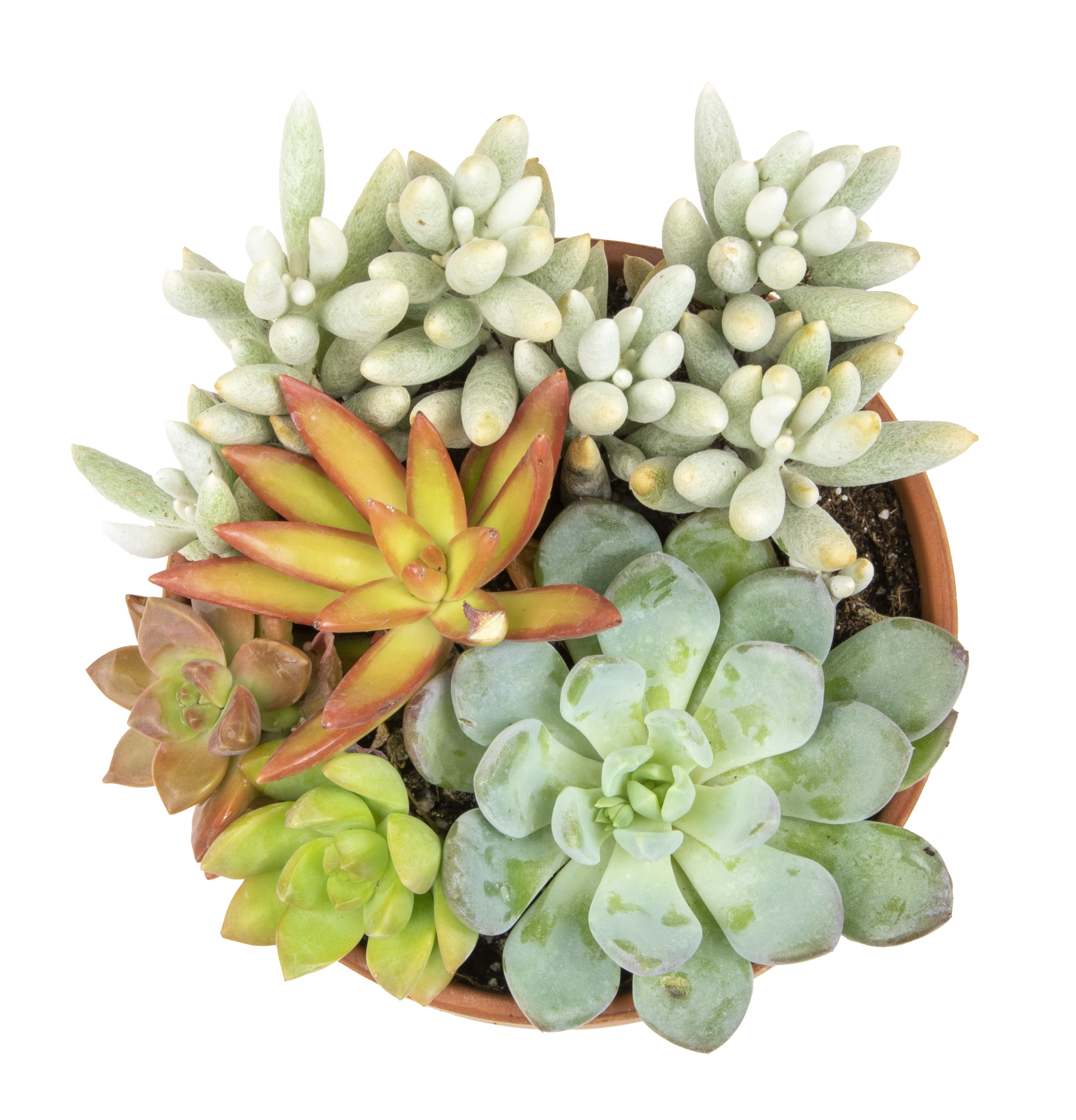Altman Plants Live Succulent Garden Plant Gift, Drought Tolerant Succulents in 5" Clay Pot