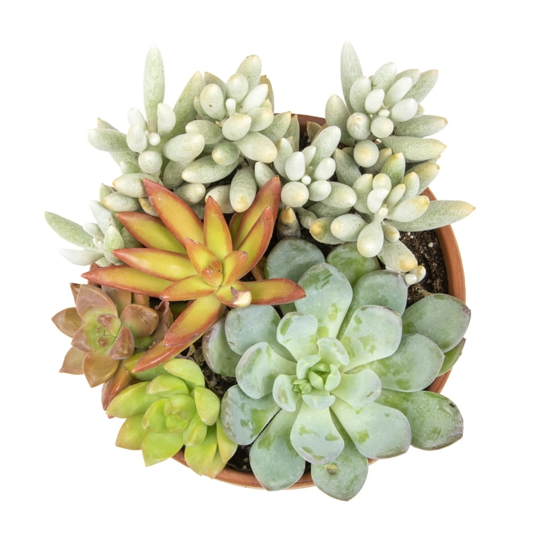 painted lady succulent Echeveria derenbergii “Painted Lady” main image 1