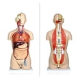 thumbnail image 4 of Vision Scientific 27 Part Dual-Sex Human Torso w/ Open Back, 4 of 6