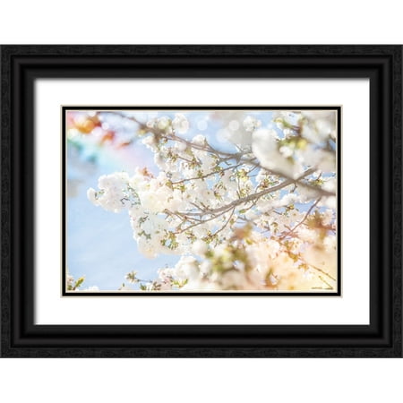 LightBoxJournal 32x23 Black Ornate Wood Framed with Double Matting Museum Art Print Titled - White Spring Blossoms 04