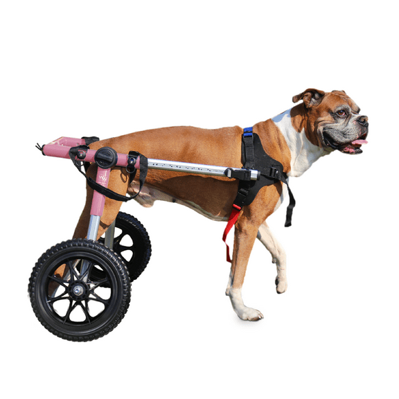 Walkin' Pets Dog Wheelchair - for Med/Large Dogs 50-69 lbs - Veterinarian Approved - Dog Wheelchair for Back Legs — 21-22" leg, pink