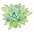 thumbnail image 2 of Pachyveria Little Jewel Glauca Succulent (2"+ Plastic Pot) - Tiny, Lovely, Easy to Care Succulent for Beginners - Live Healthy Succulent for Home Office, 2 of 7