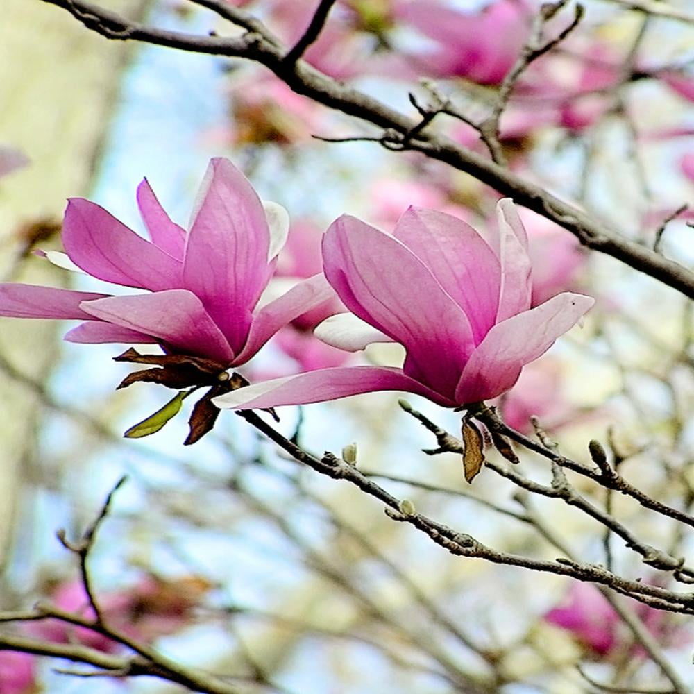 Expert Gardener 3-4 ft tall Alexandrina Japanese Magnolia Live Tree in 7-Gallon Grower Pot