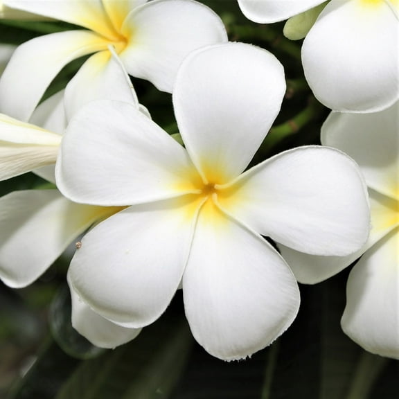 Tropical Hawaiian White Plumeria Plant Clippings Pack of 4 Each 10" Long Sun