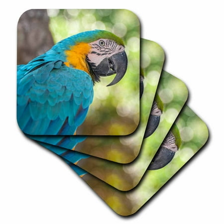 3dRose USA, Florida, Orlando, Blue-and-Yellow Macaw, Gatorland. - Soft Coasters, set of