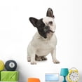 thumbnail image 1 of French Bulldog 18 Months Wall Decal Sticker, Wallmonkeys Peel & Stick Vinyl Graphic (48 in H x 28 in W), 1 of 4