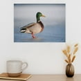 thumbnail image 3 of ADALE Beautiful Mallard Duck Fun Animal Wall Art Poster Wall Art Painting Canvas Decor Modern Family Home Decor Background Wall Decor Unframed 24x20 Inch, 3 of 6