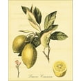thumbnail image 2 of Vision Studio 12x14 Gold Ornate Wood Framed with Double Matting Museum Art Print Titled - Petite Tuscan Fruits II, 2 of 4