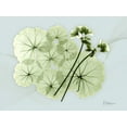 thumbnail image 2 of Koetsier, Albert 32x25 White Modern Wood Framed Museum Art Print Titled - Geranium L48, 2 of 4
