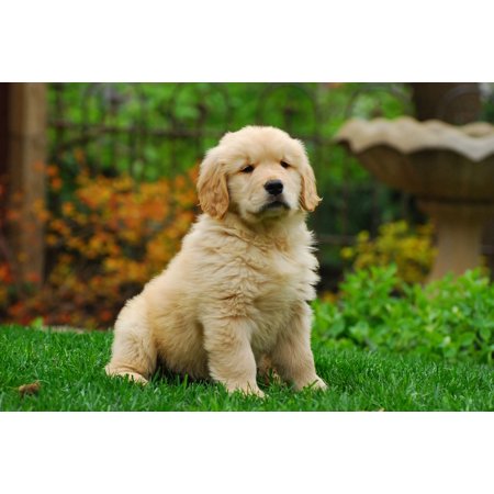 Laminated Poster Canine Fun Animal Pet Cute Golden Retriever Puppy