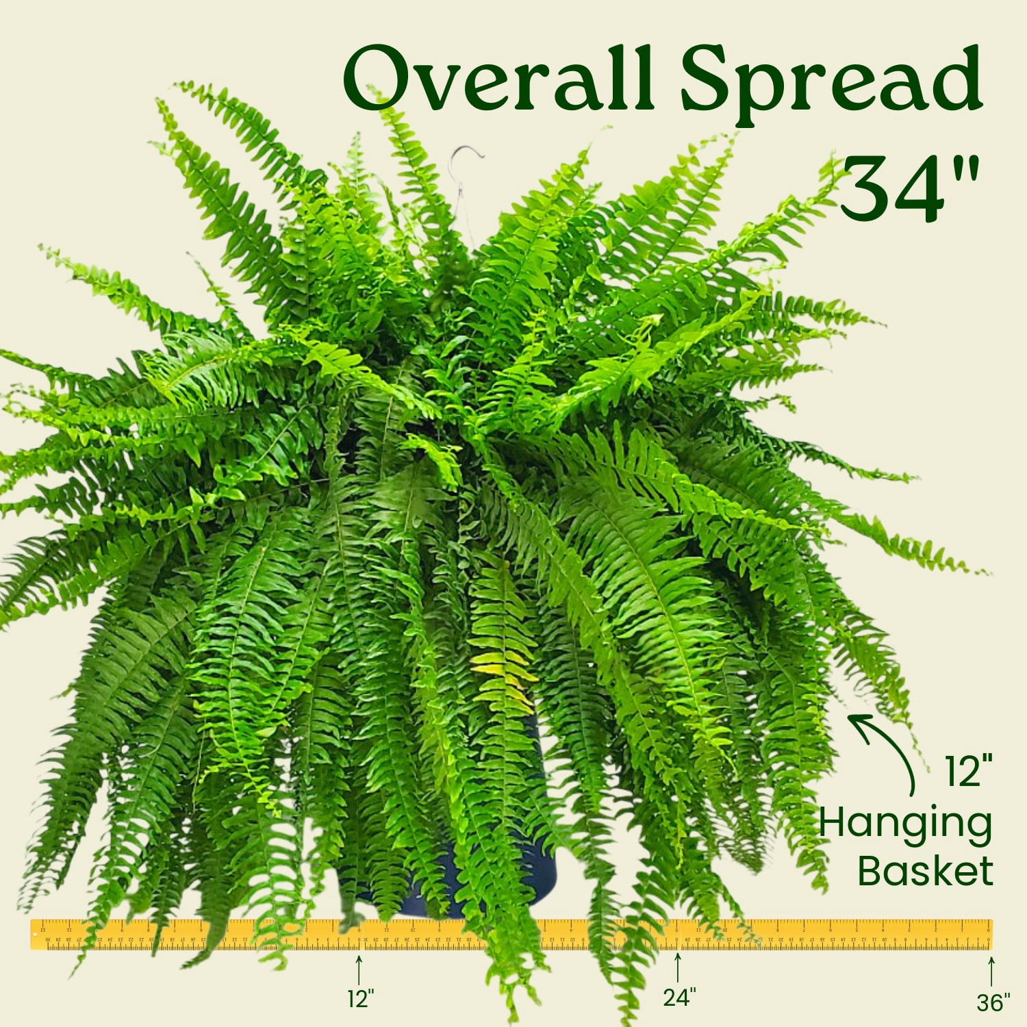 Tropical Plants of Florida 12" Boston Fern Hanging Basket with 34" Overall Spread; Partial Sunlight, Hanging Plant, Sword Fern