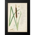 thumbnail image 2 of Descubes, A. 13x18 Black Modern Framed Museum Art Print Titled - Descubes Botanical Grass II, 2 of 5