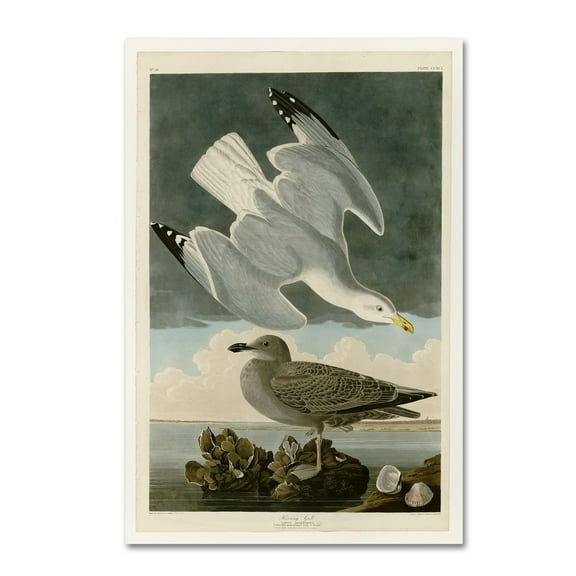 Audubon 'Herring Gullplate 291' Canvas Art