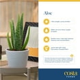 thumbnail image 5 of Costa Farms 7" Tall Aloe Vera Plant, Bright Direct Sunlight, Indoor Live House Plants, 5 of 8