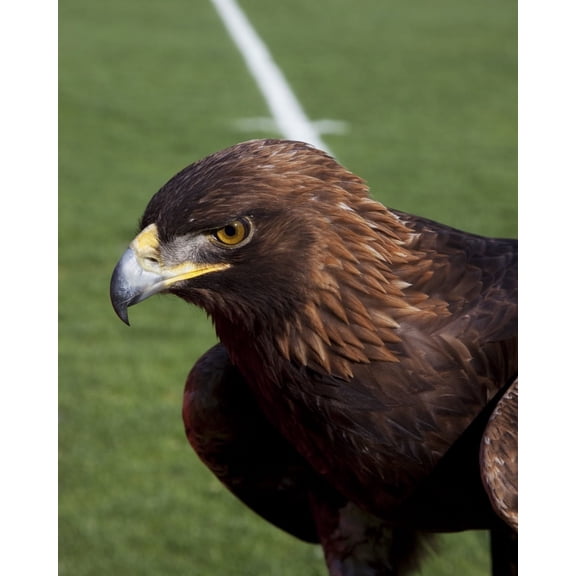 Print: The Golden Eagle That Flys At The Auburn University's Football Game