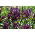 thumbnail image 3 of Plant Good Seed Siam Queen Thai Basil Seeds: 250 Seed Packet, Full Sun Perennial, Organic AAS Winner, 3 of 8
