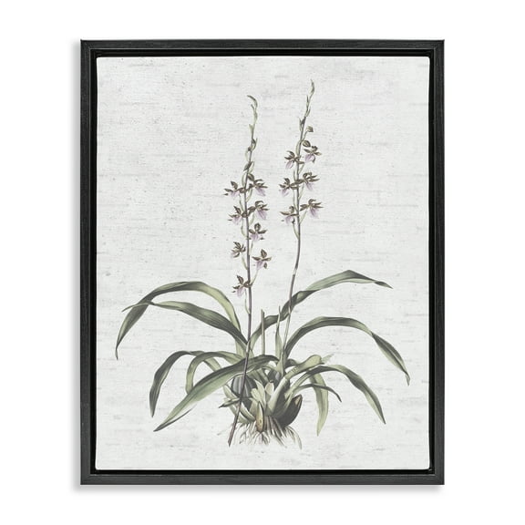 Stupell Industries Blooming Herb Bud Botanical & Floral Painting Black Floater Framed Art Print Wall Art, 17 x 21