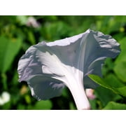 50 MOONFLOWER MORNING GLORY White Moon Flower Ipomoea Alba Flower Vine Seeds