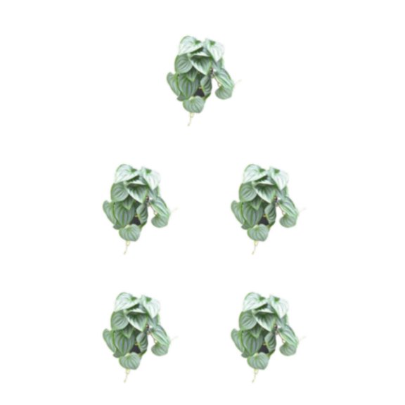 Advancent Decoraciones realistas para terrarios - Aspecto realista Hoja de sandía artificial no tóxica de bajo mantenimiento Type2 NO2